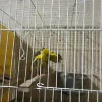 دمپاهی جیبوس