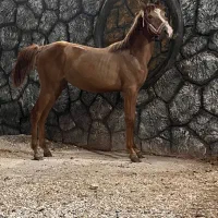 سه راس مادیان و کره مادیان درجه یک|اسب و تجهیزات اسبسواری|برخوار, |دیوار