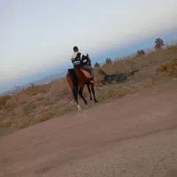 سلام اسب نریان به فروش می رسد|اسب و تجهیزات اسب‌سواری|رفسنجان, |دیوار