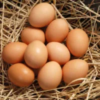 تخم مرغ نطفه دار