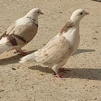 کفتر هما|پرنده|پاکدشت, پاکدشت (مامازند)|دیوار