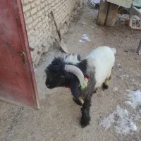 100000|حیوانات مزرعه|جونقان, |دیوار