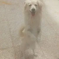 سگ اشپیتز ماده