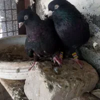 چندجفت کفترزاغ کلافه وزاغ صرب درجه یک|پرنده|جیرفت, |دیوار