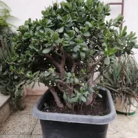 فروش درختچه کراسولا آواتا (یشم)