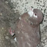کبوتر