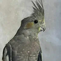 عروس هلندی ماده مست مست|پرنده|اسلامشهر, مطهری|دیوار