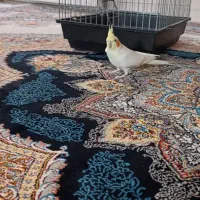 عروس هلندی|پرنده|رباطکریم, رباطکریم|دیوار