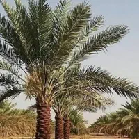 نیازمند کارگر کشاورزی درخت نخل خرما نرماشیر