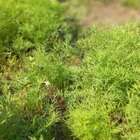 سوئیت روستایی و سنتی در دل کوهستان با امکانات|اجارهٔ کوتاه‌مدت آپارتمان و سوئیت|دشتک, |دیوار