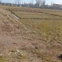 زمین باغچه ای در سه پلاک