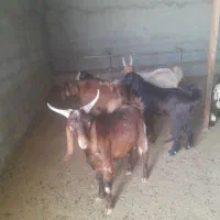 ۱۷راس کهره نر چاق کیلویی ۳۲۰تفیهان گوشت ۵۸۰|حیوانات مزرعه|شیراز, بید زرد|دیوار