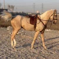 اسب سمند ترکمن|اسب و تجهیزات اسب‌سواری|شاندیز, |دیوار