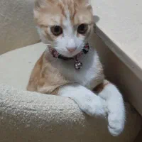 گربه سه ماهه dsh نارنجی