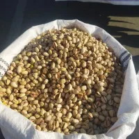 پسته رفنجان|خوردنی و آشامیدنی|سنندج, |دیوار