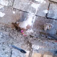 کبوتر رنگی|پرنده|امیدیه, |دیوار