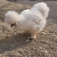 فروش مولد مرغ ابریشمی|حیوانات مزرعه|نسیم‌شهر, |دیوار