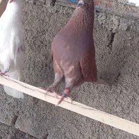 جوجه کفتر پرشی .تهرانی