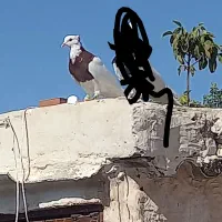پرنده|پرنده|بجنورد, |دیوار