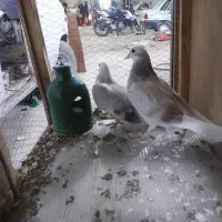 کبوتر|پرنده|خاوران, |دیوار