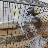 عروس هلندی مولد