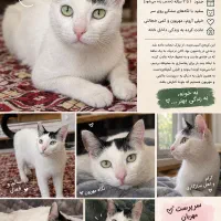 واگذاری رایگان پسر خوشگل و مهربونمون