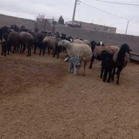 ۳۸راس  میش بردار  جوان شیشک