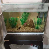 آکواریوم کوچک|ماهی|گرگان, |دیوار