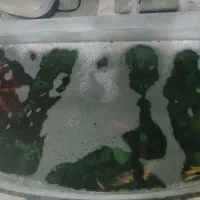 شیشه|ماهی|هشتگرد, هشتگرد قدیم|دیوار