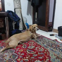 گمشده واگزاری|حیوانات|لاهیجان, شهید آوینی|دیوار