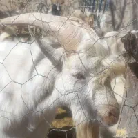 فروش نربز سانن فرانسه|حیوانات مزرعه|بافت, |دیوار