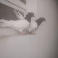 نرو ماده کله سیاه