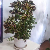 گل مخمری