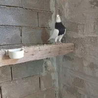 طوقی سیاه|پرنده|امیدیه, |دیوار