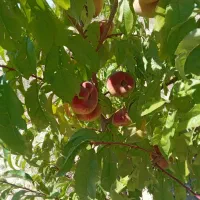باغ-ویلایی-اسپیران