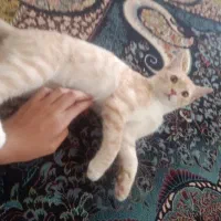 گربه|گربه|تربتحیدریه, سرمحله|دیوار