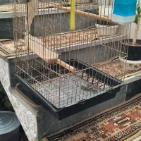 عروس هلندی نر  مولد با قفس