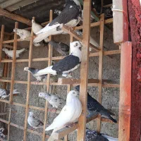 کبوتر