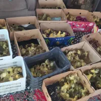 جوجه غاز دو روزه