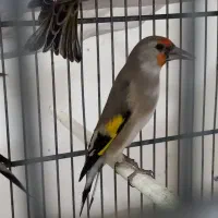 سهره .عروسک|پرنده|هشتگرد, فاز ۷ مهستان|دیوار