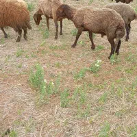 گوسفدنر|حیوانات مزرعه|دهگلان, |دیوار