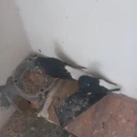 ۵۰۰۰۰۰۰۰