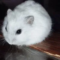 فروش همستر نر