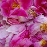 گل محمدی روز و تازه