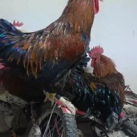 خروس محلی