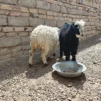 دوعدد بز گوسفند