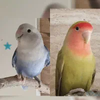 طوطی برزیلی نر بالغ