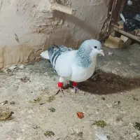 کفتر ساده سبز|پرنده|مشهد, خواجه ربیع|دیوار