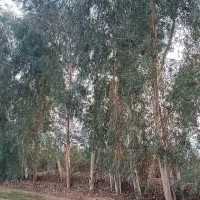 هرس . برش و خرید چوب انواع درخت.در رامشیر