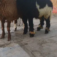 دو تا بره غوچی|حیوانات مزرعه|دهدشت, |دیوار